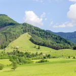 Borová, chránené vtáčie územie, územie NATURA 2000, ochranné pásmo Národného parku Malá Fatra, s výskytom až 9 rastlín z čeľade orchideí, ktoré sa tu zachovali a zachovávajú aj vďaka paseniu oviec. V pozadí vrchol Suchý - začiatok hlavného hrebeňa Krivánskej Malej Fatry, v okolí ktorého bolo v minulosti viac ako 20 vysokohorských salašov.